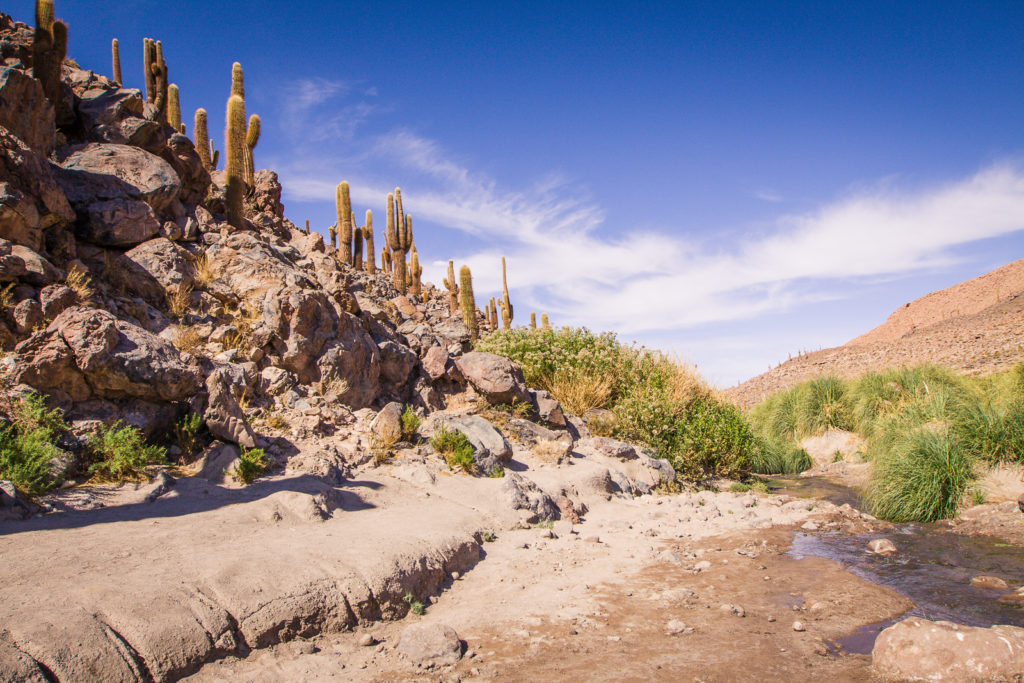 Cactus Hike in the Atacama Desert - Eat Work Travel | Travel Blog for  Working Couples